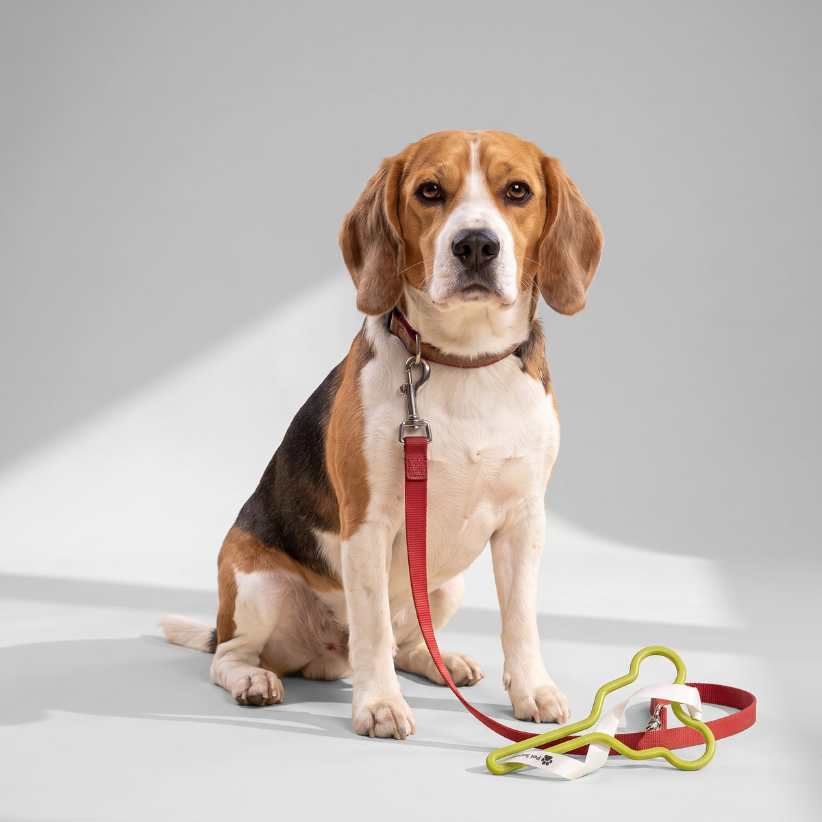 Dog Poop Bag Holder with a beagle, studio photo