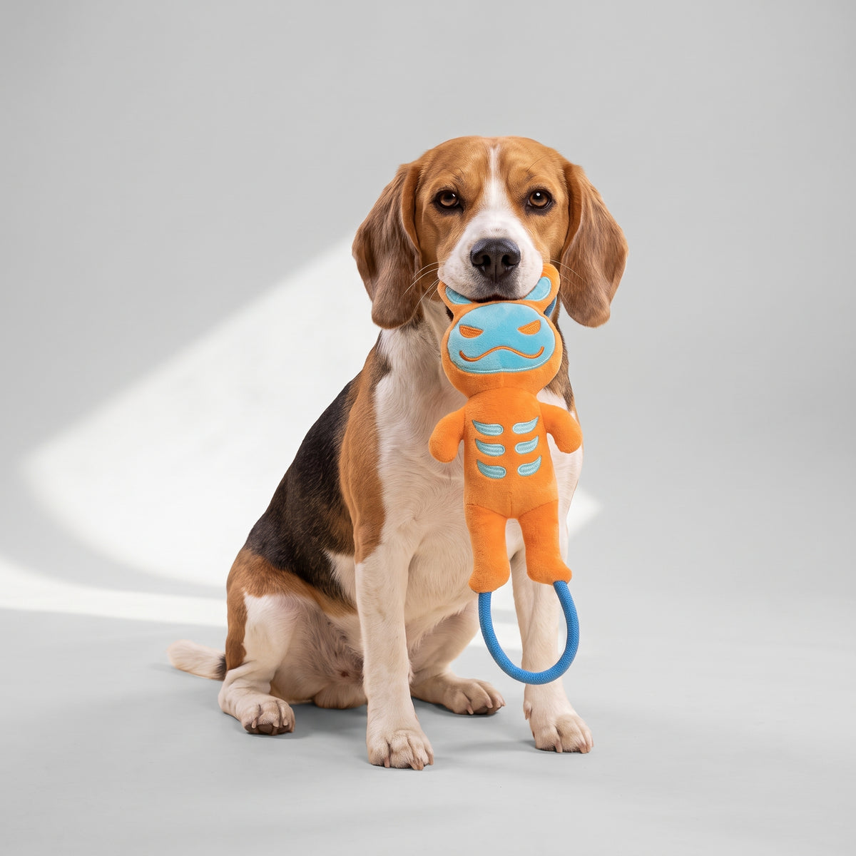 Dog Pull Toy with a beagle, studio photo