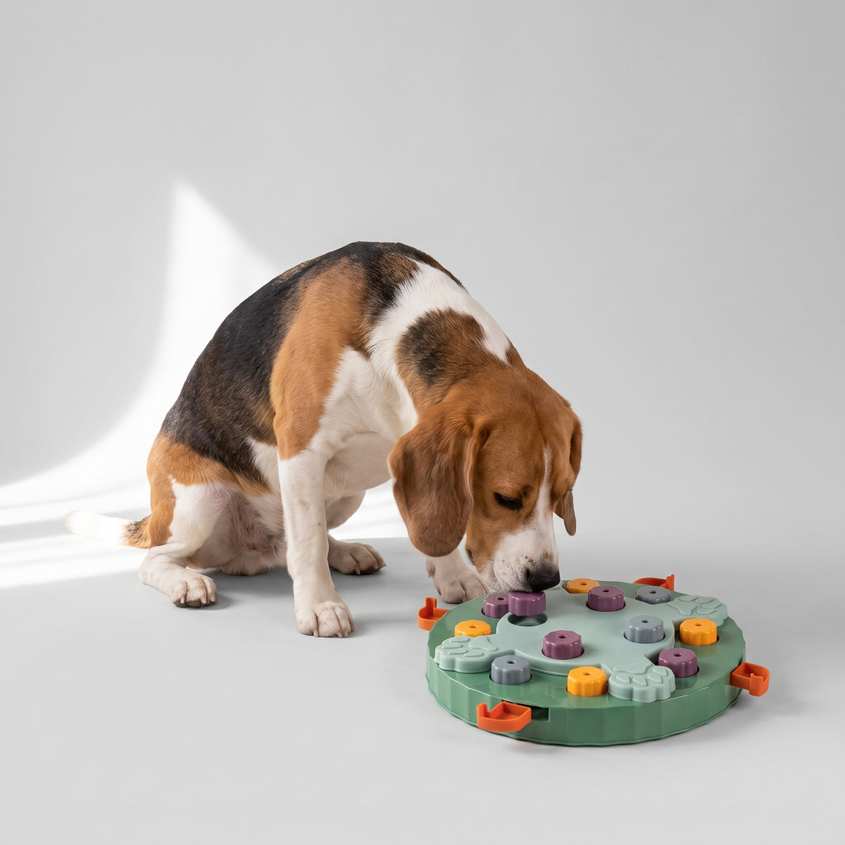 Dog Puzzle Games with a beagle, studio photo
