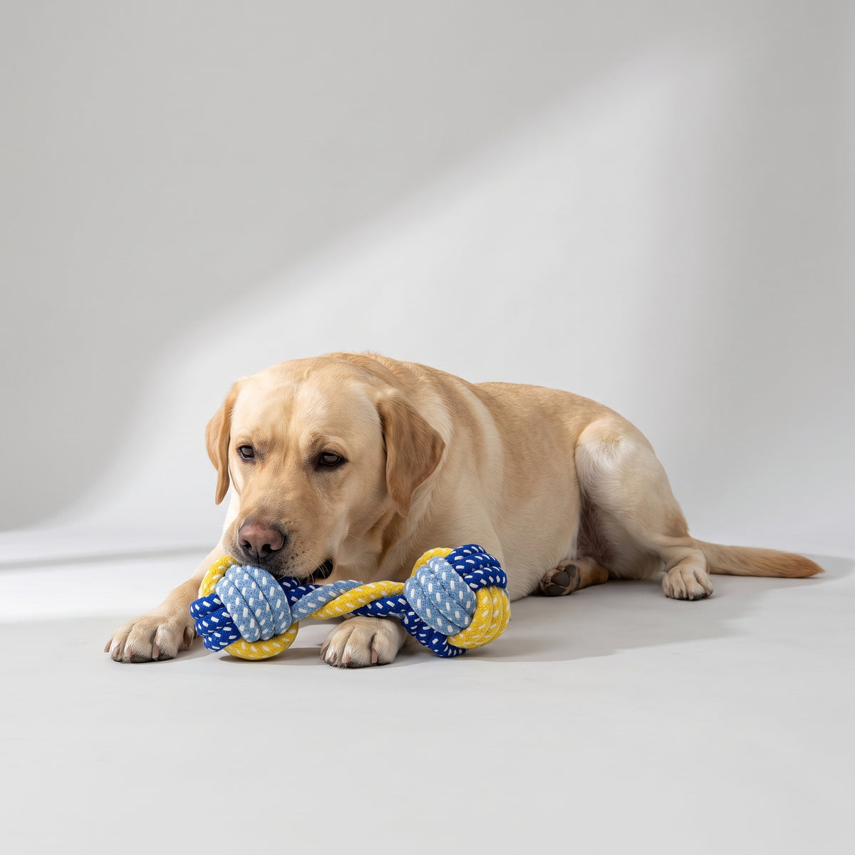 Dog Rope Toys with a Labrador, studio photo