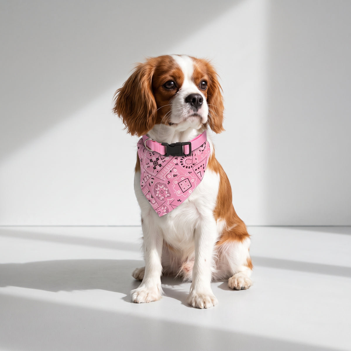 Dog Scarf with a Cavalier King Charles, studio photo