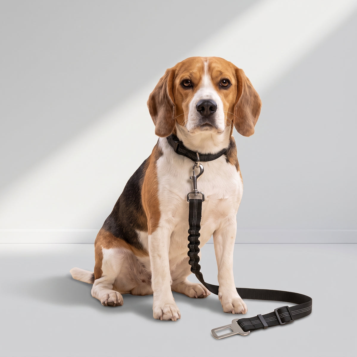 Dog Seat Belt For Car with a beagle, studio photo