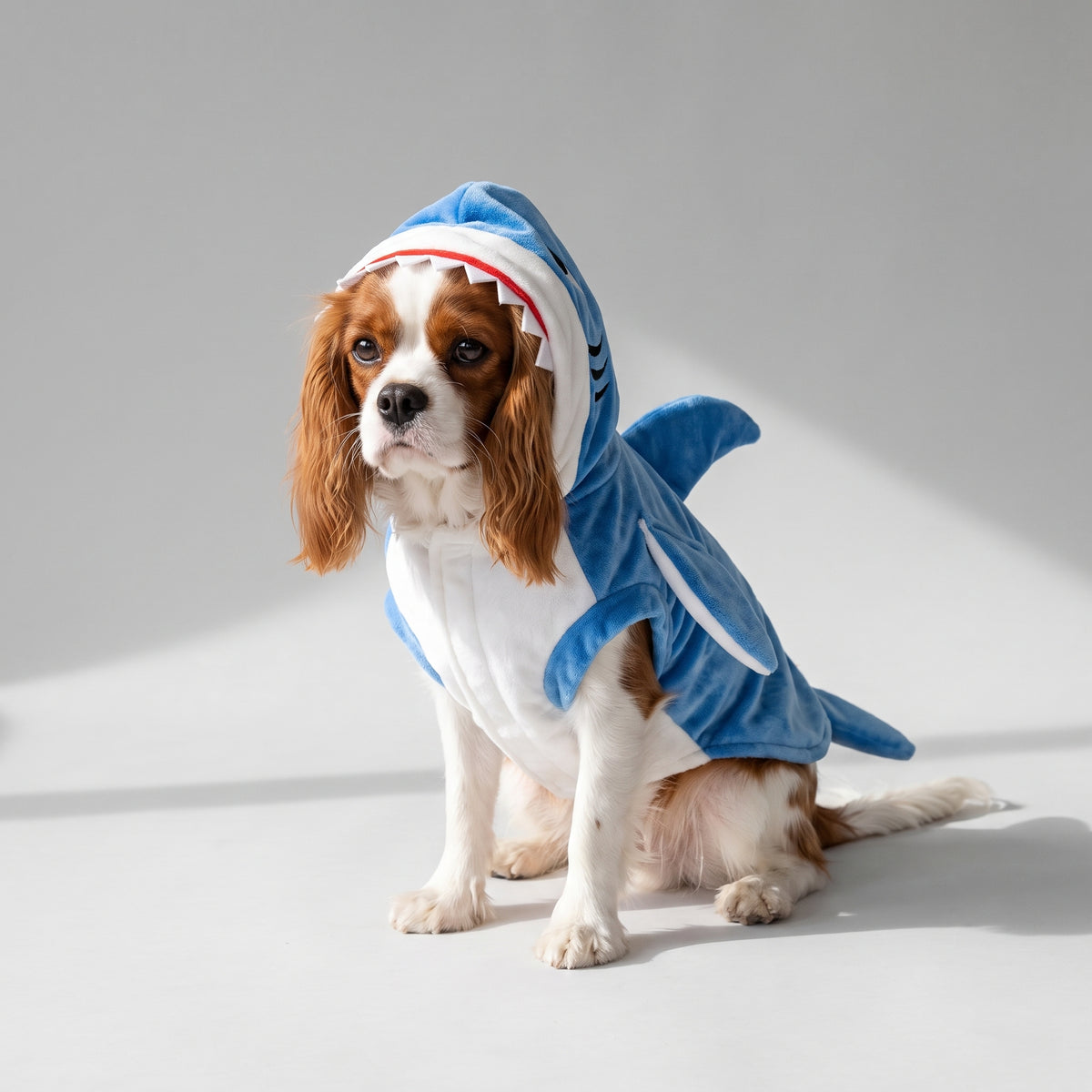 Blue Velvet Shark Costume for Dogs with a Cavalier King Charles, studio photo