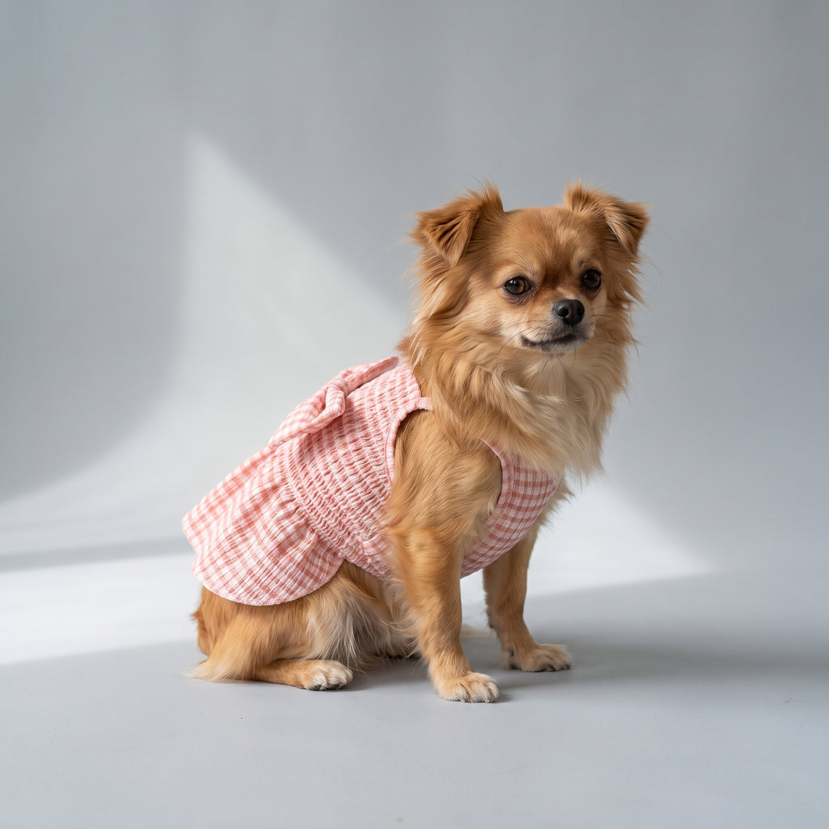 Dog Skirt with a chihuahua, studio photo
