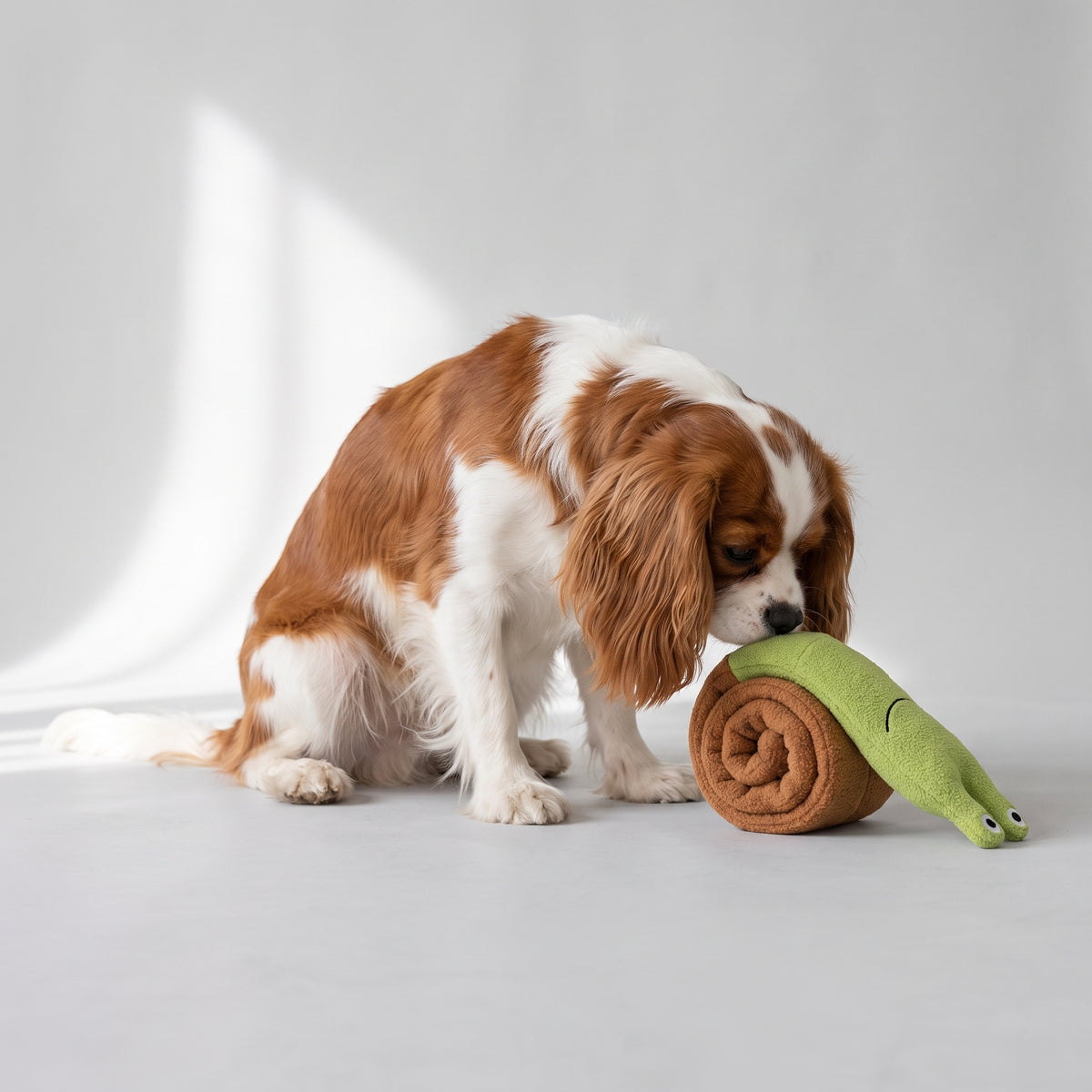 Dog Sniff Toys with a Cavalier King Charles, studio photo