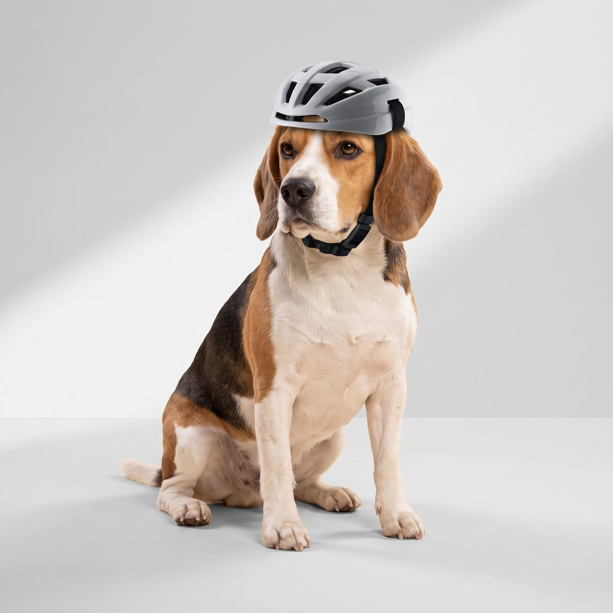 Dog Sport Helmet with a beagle, studio photo