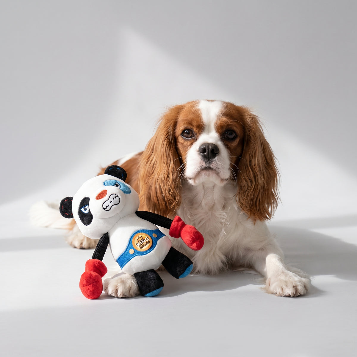 Dog Squeaky Toy with a Cavalier King Charles, studio photo