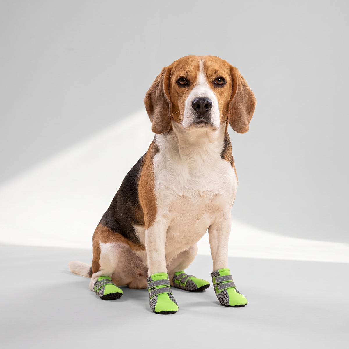 Dog Summer Shoes with a beagle, studio photo