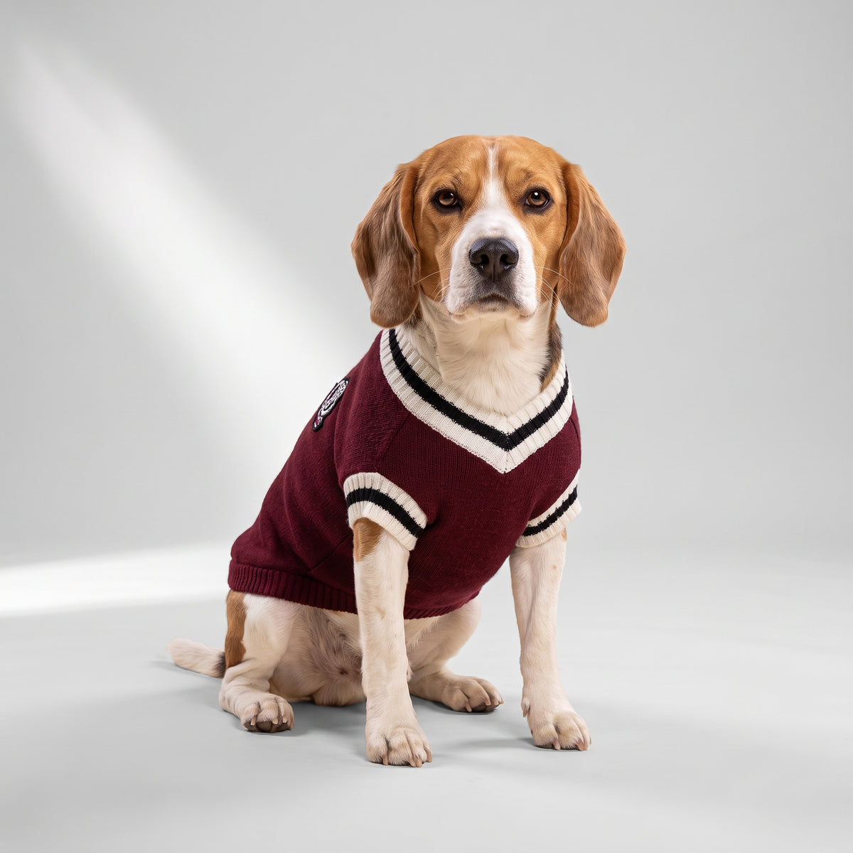 Dog Sweater Dog with a beagle, studio photo