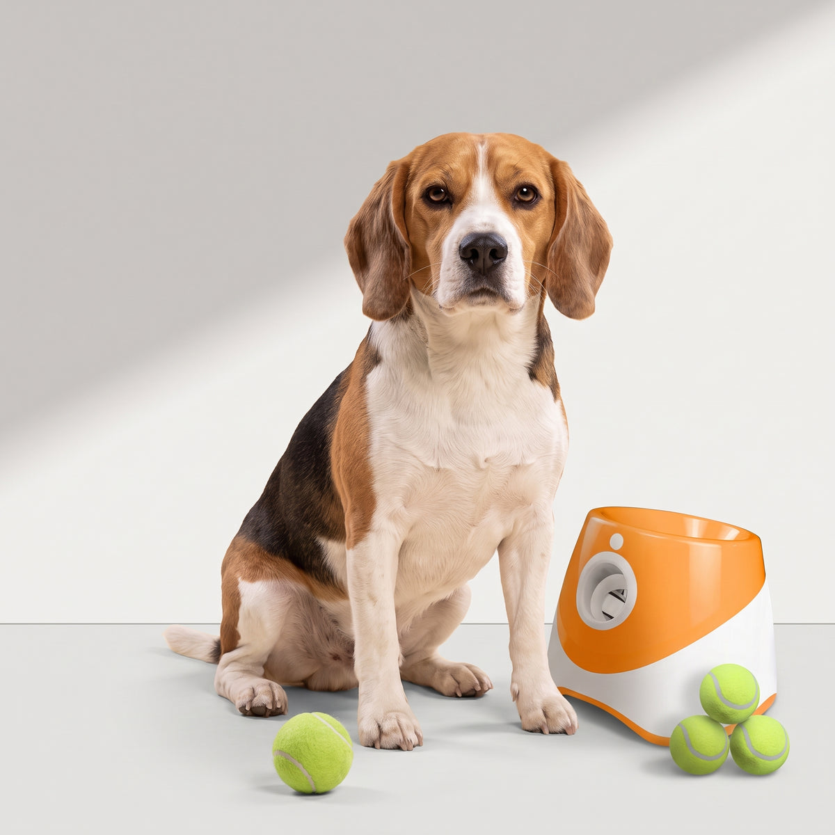 Dog Tennis Ball Launcher with a beagle, studio photo