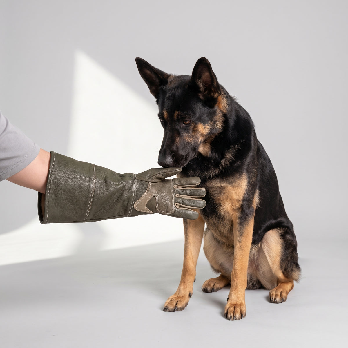 Dog Training Gloves with a German Shepherd, studio photo