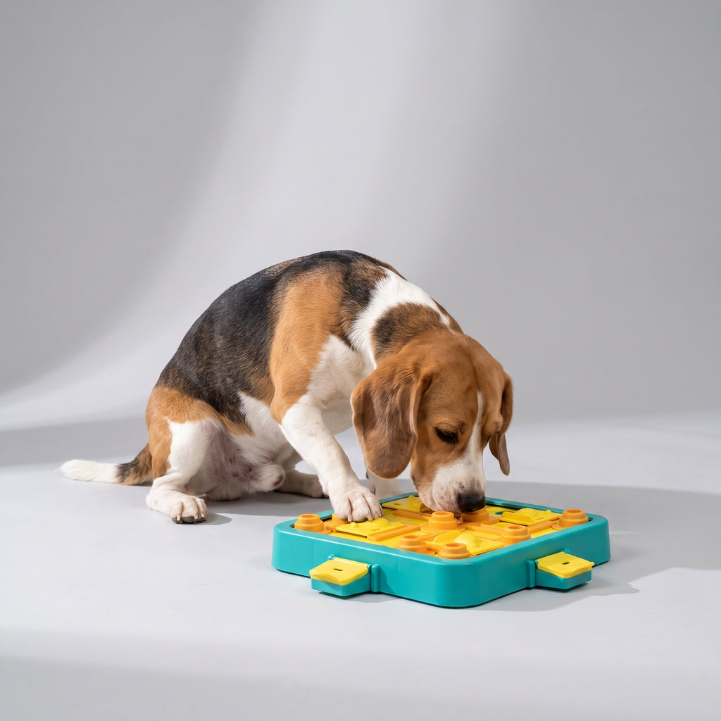 Dog Treat Puzzle Games with a beagle, studio photo