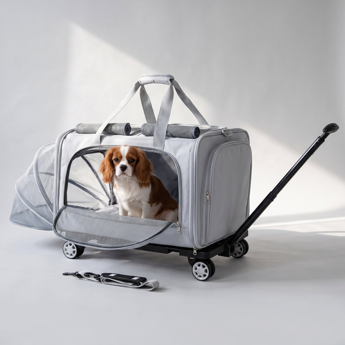 Dog Trolley with a Cavalier King Charles, studio photo
