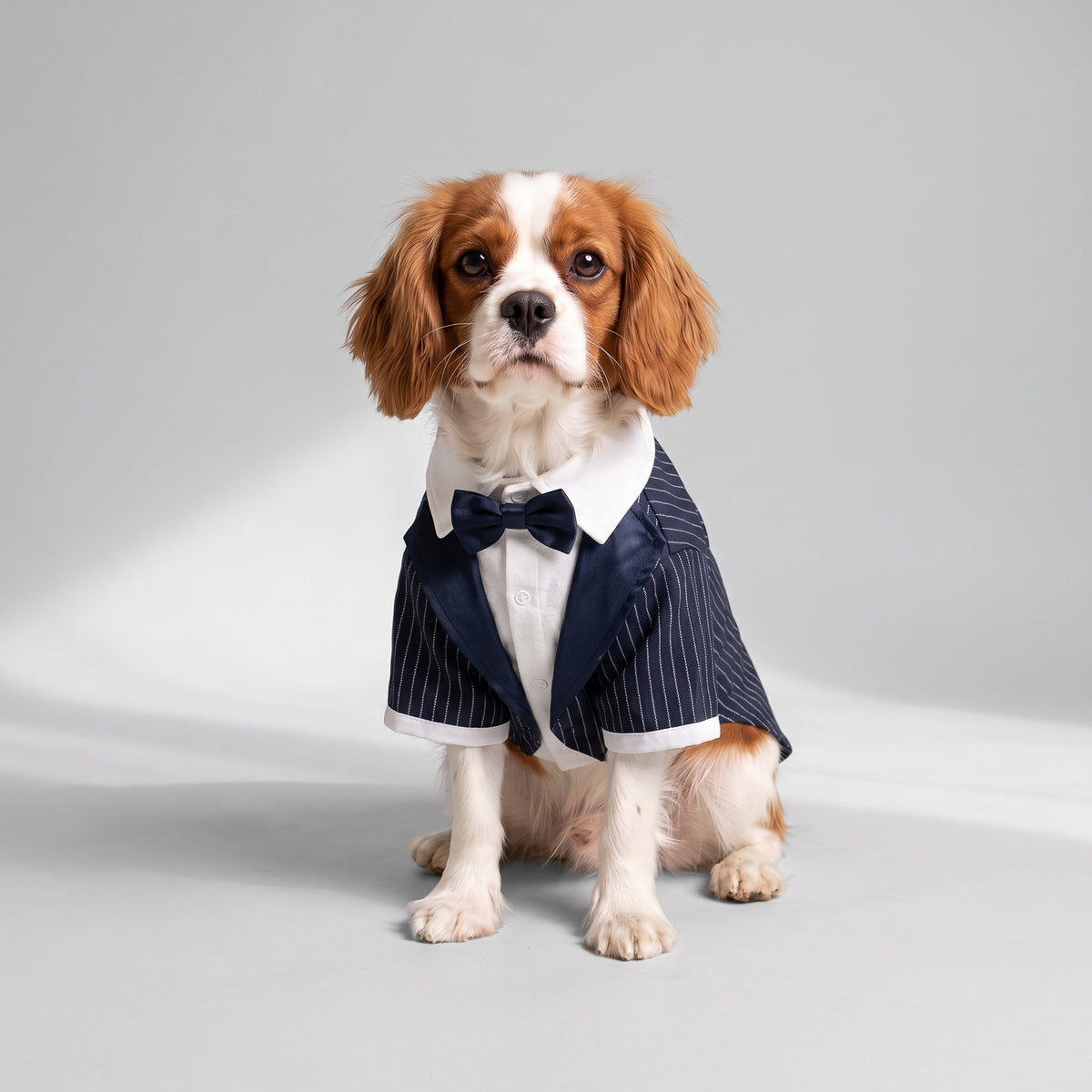 Dog Tuxedos with a Cavalier King Charles, studio photo