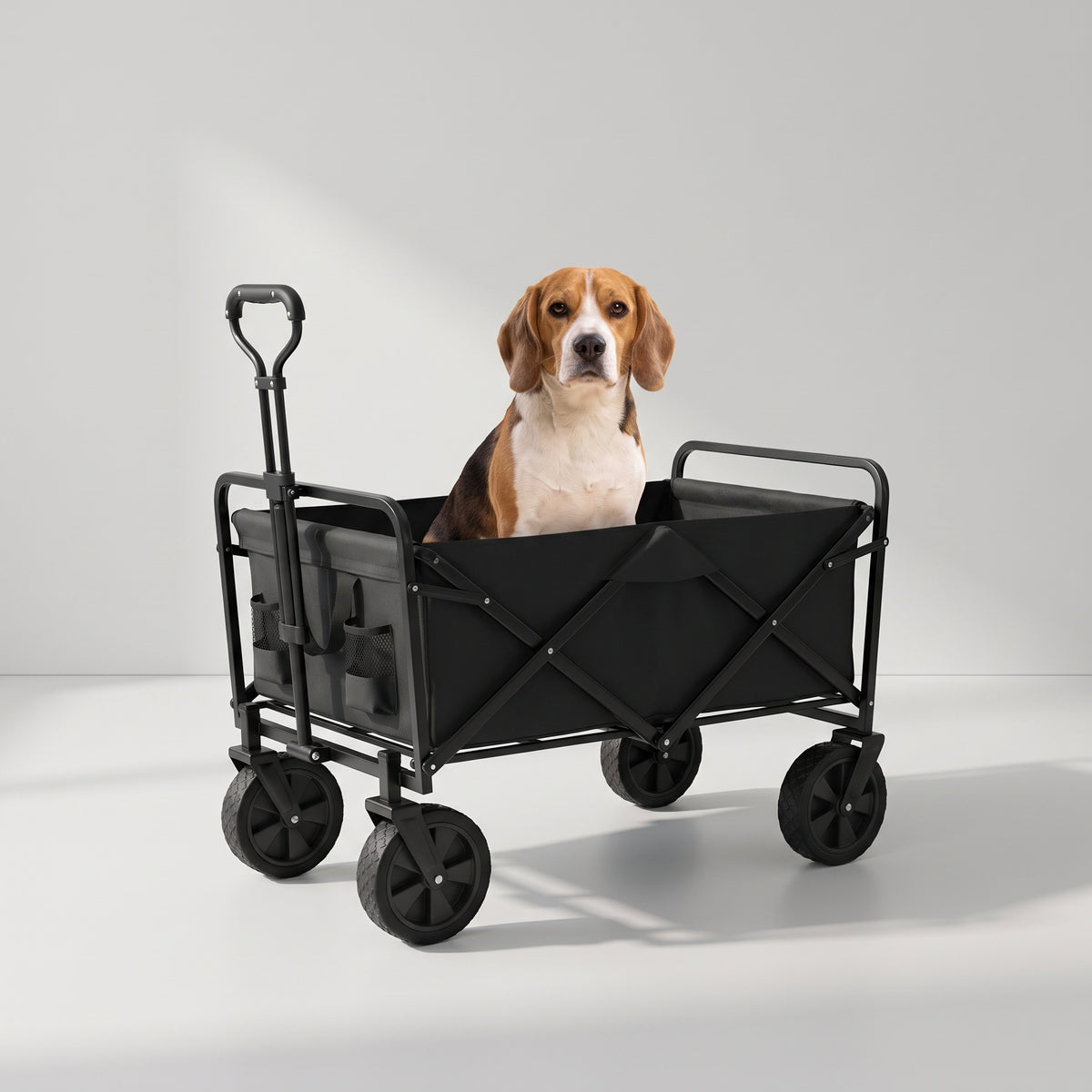 Dog Wagon with a beagle, studio photo