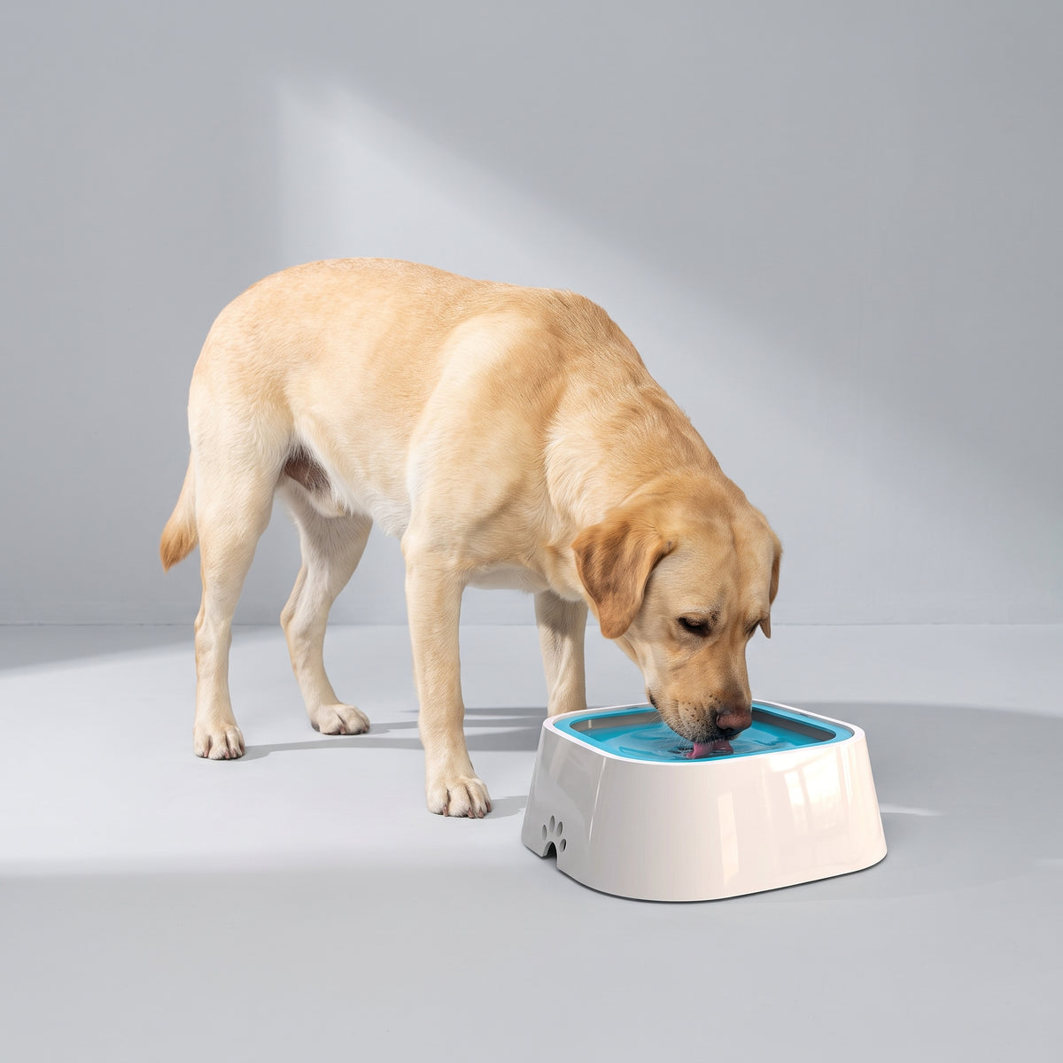 Dog Water Bowls with a Labrador, studio photo