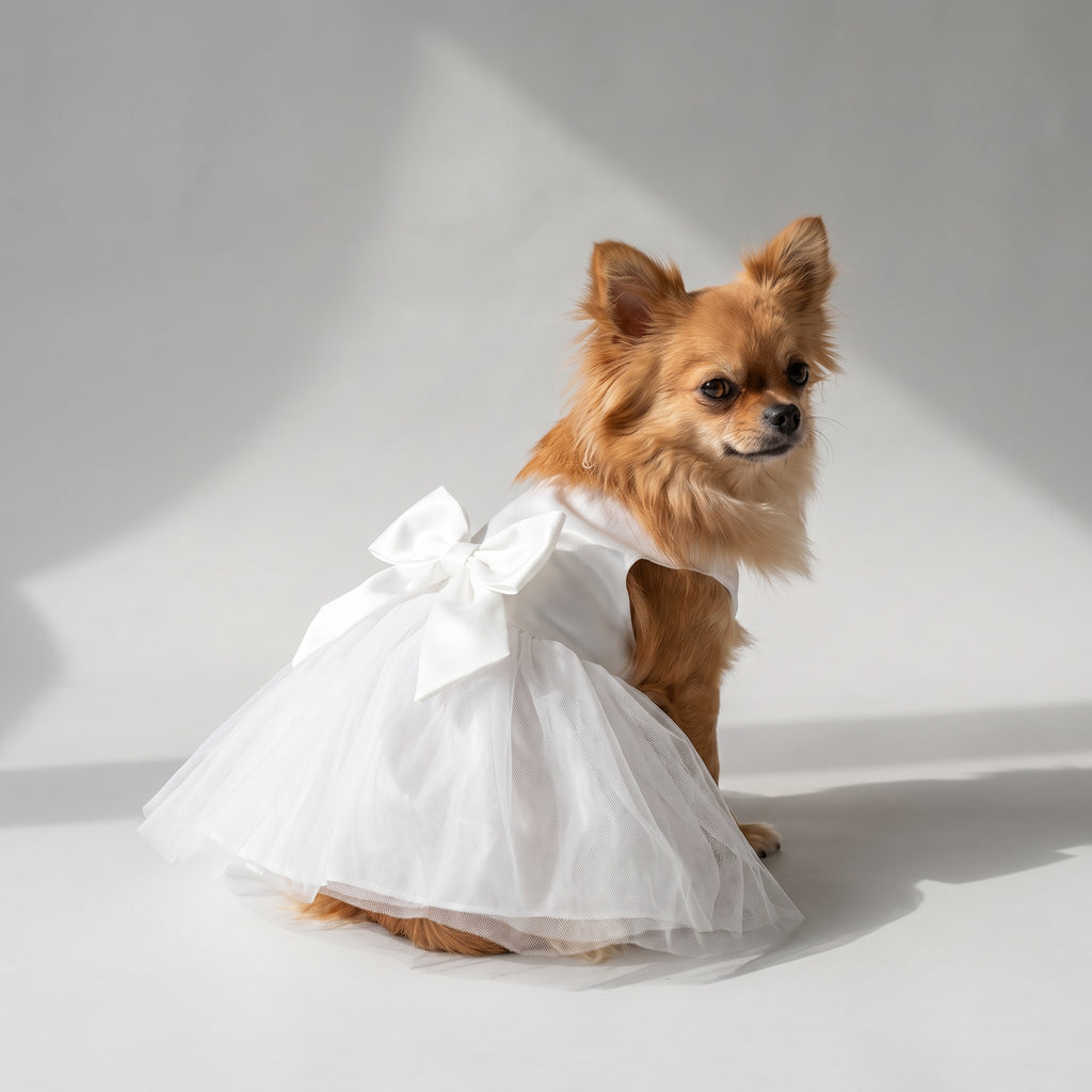 Dog Wedding Dress with a chihuahua, studio photo