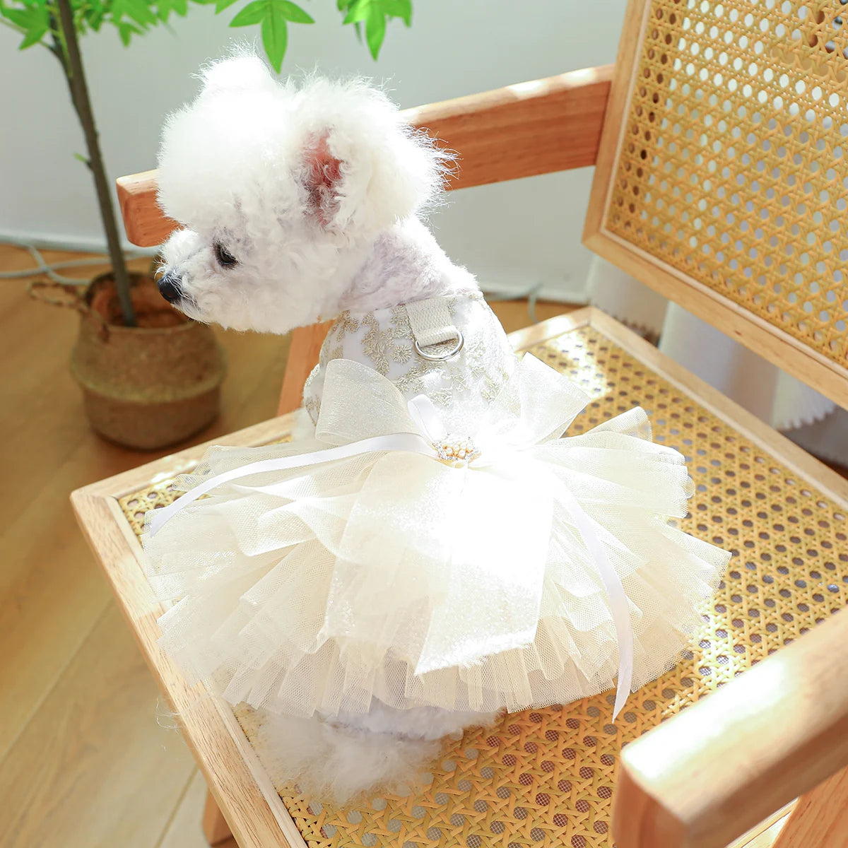 Dog White Dress
