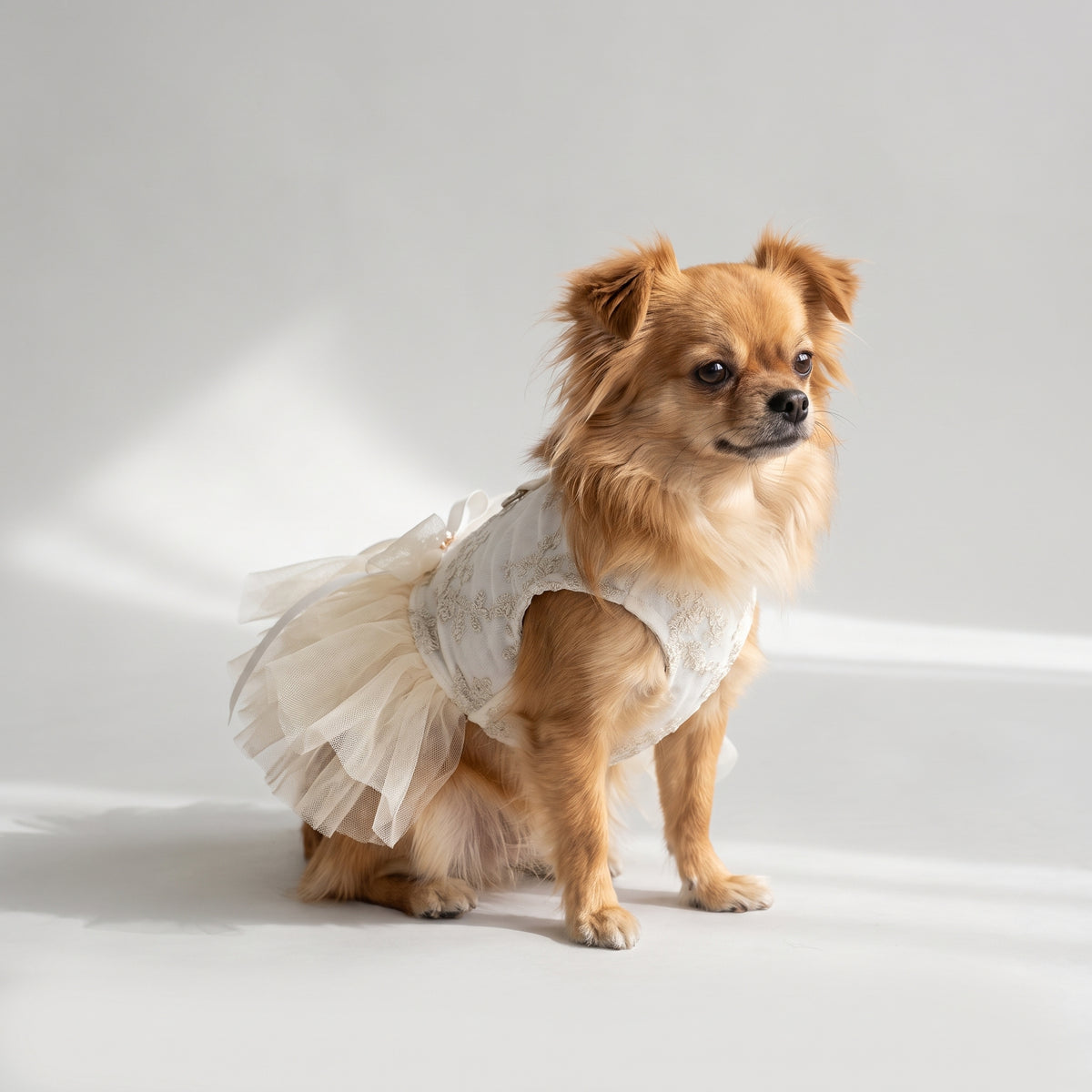 Dog White Dress with a chihuahua, studio photo
