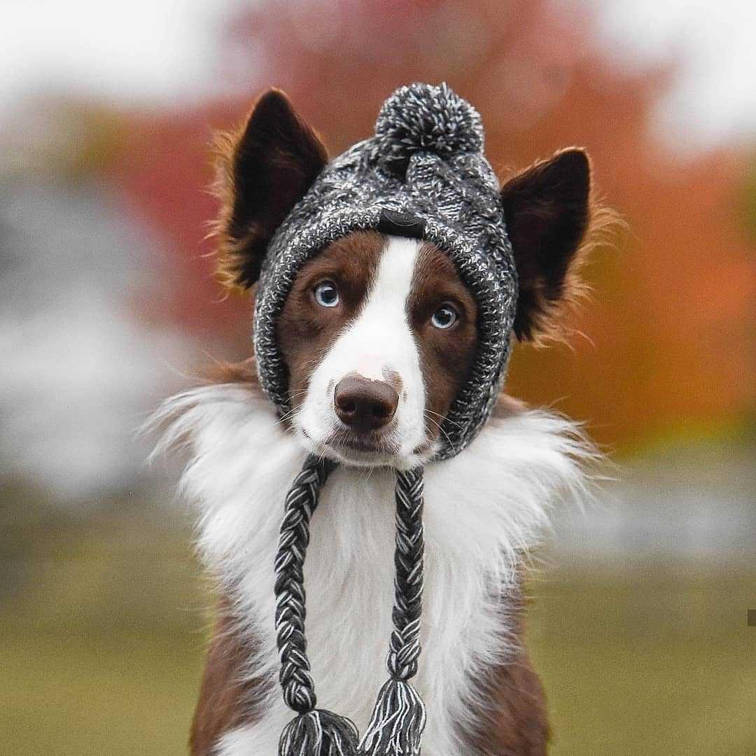Dog winter Hats with Ear Holes
