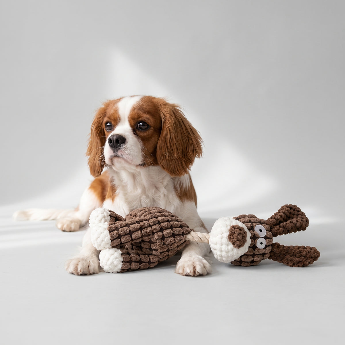 Donkey Squeaky Dog Toy with a Cavalier King Charles, studio photo