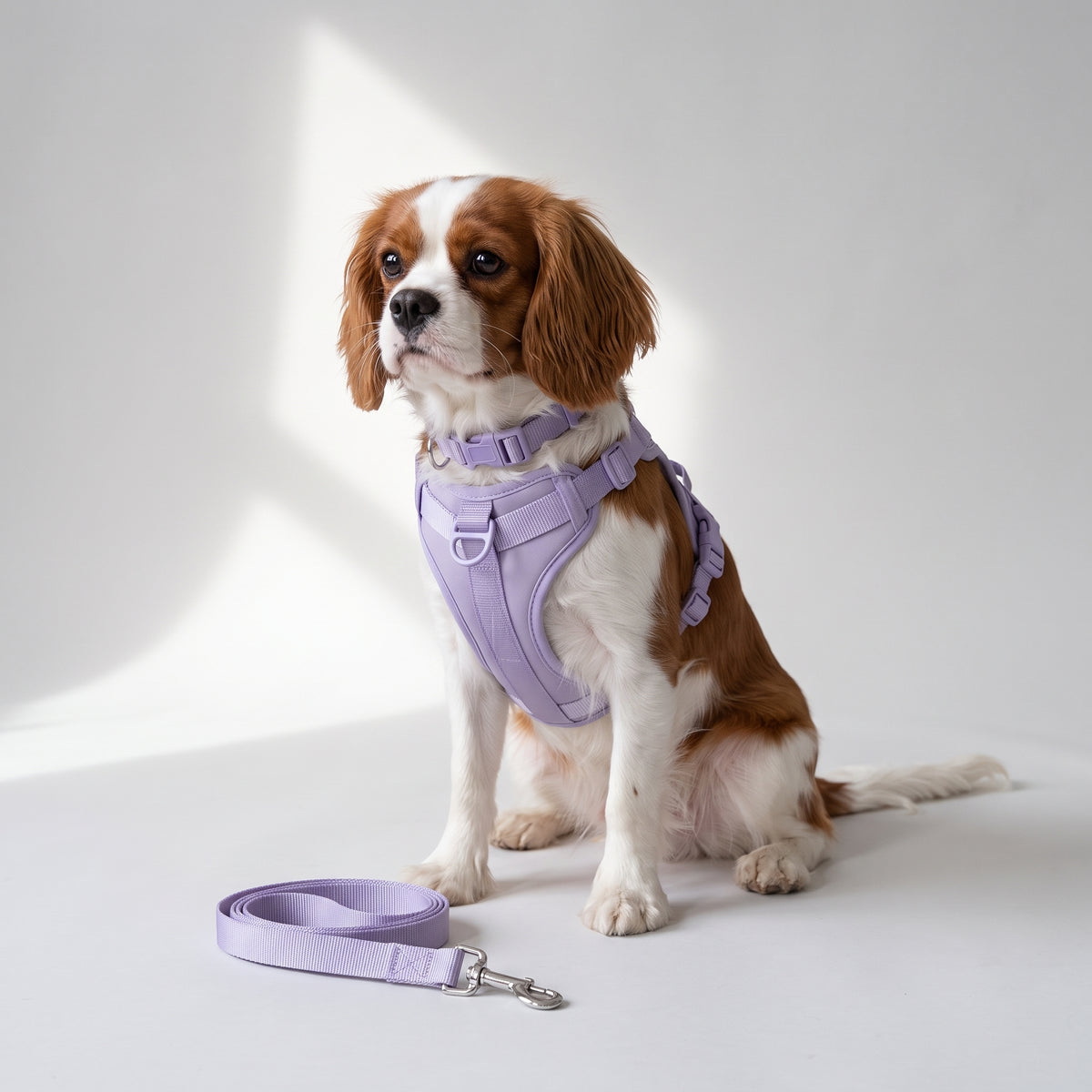 Double Harness For Dogs with a Cavalier King Charles, studio photo