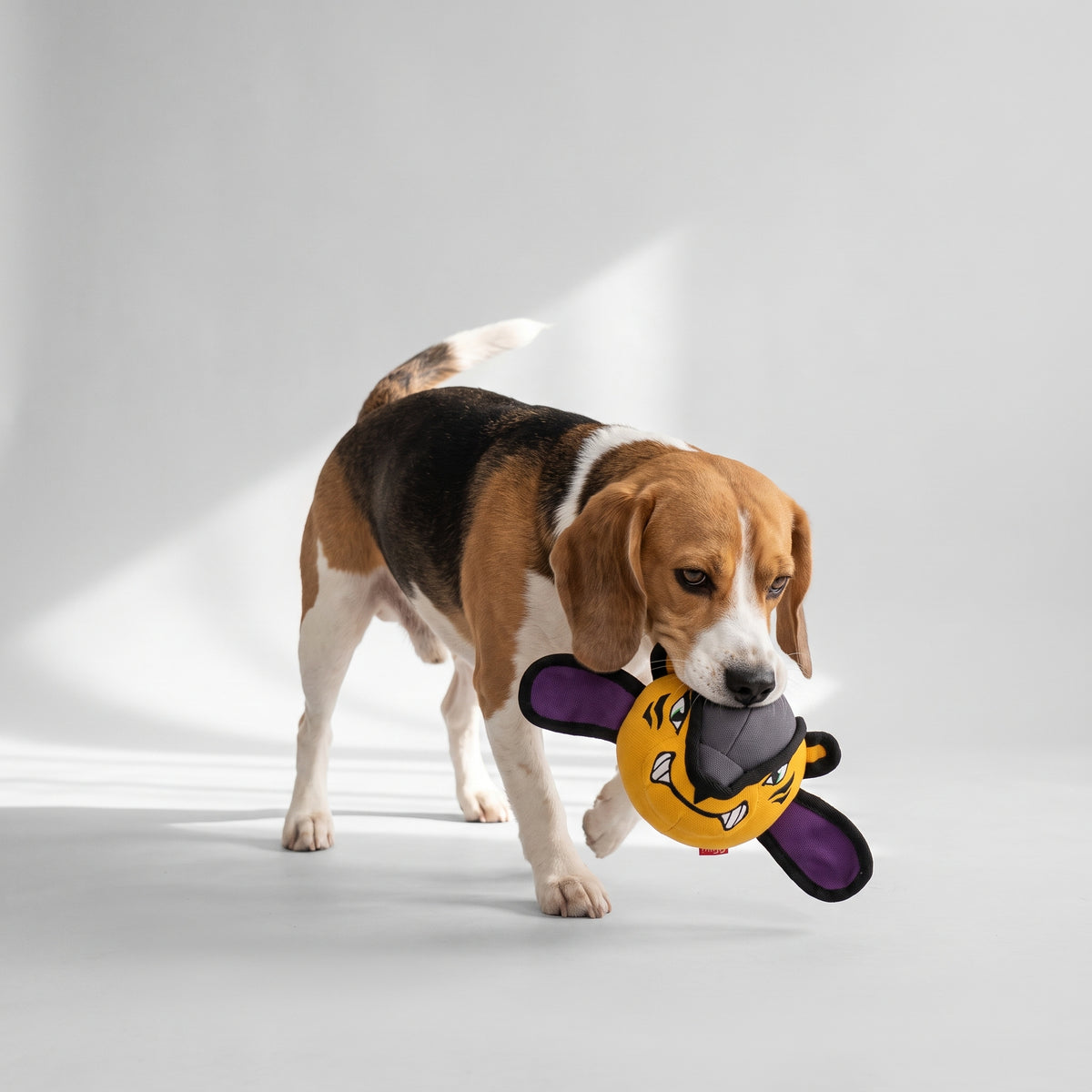Animal Print Fleece Dog Ball in Two Sizes with a beagle, studio photo