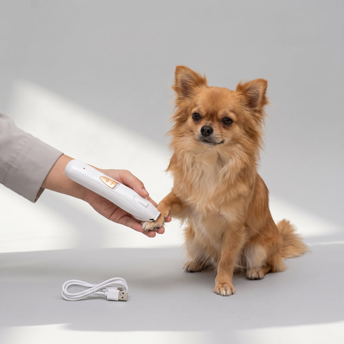 Electric Dog Hair Shaver with a chihuahua, studio photo