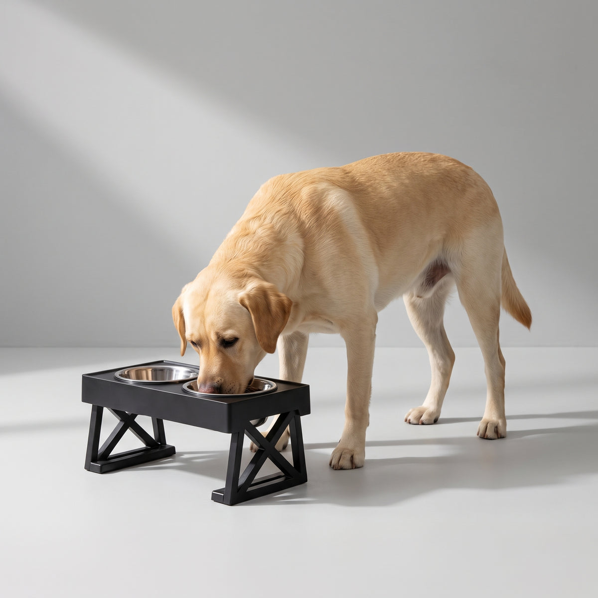 Elevated Dog Food Bowl with a Labrador, studio photo