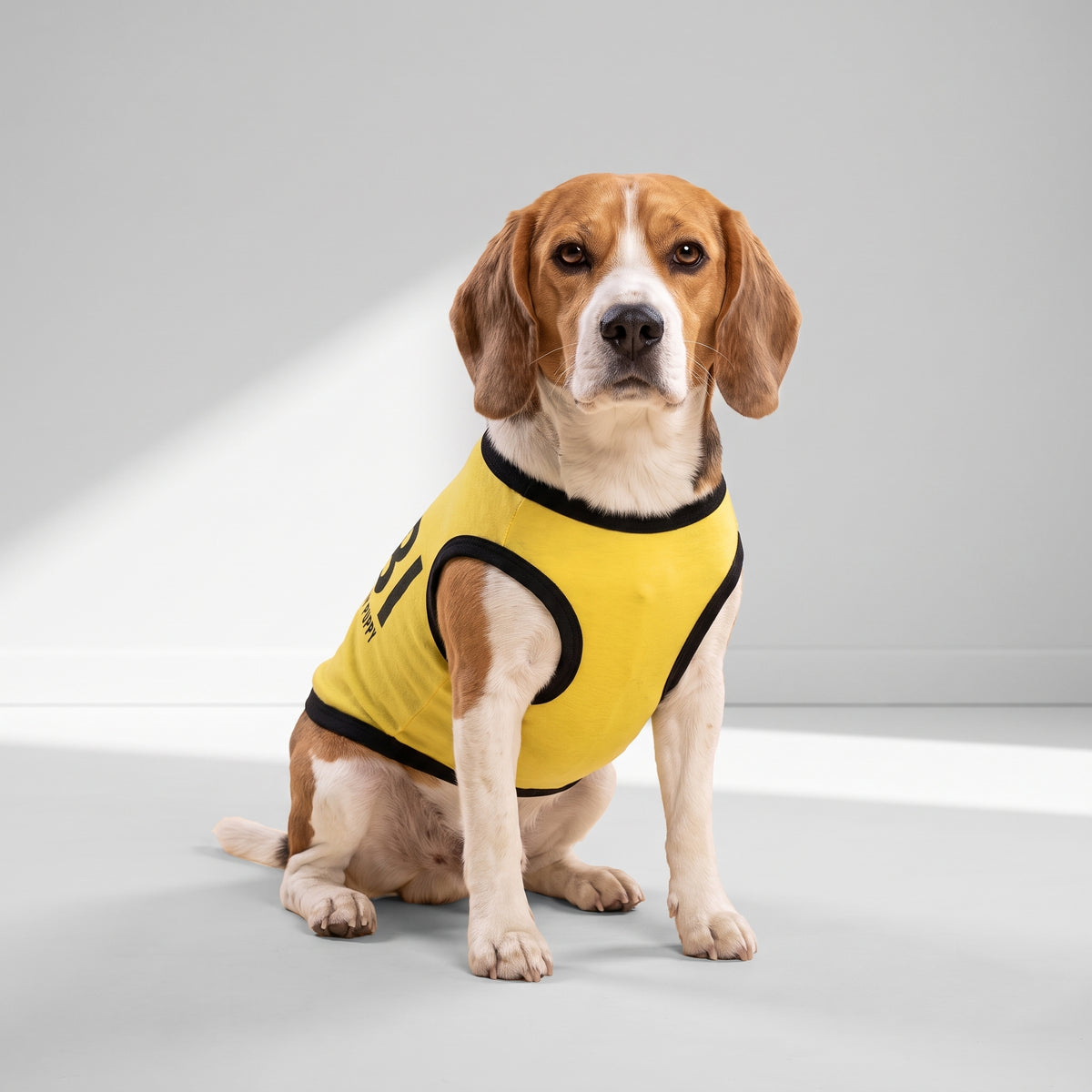 Federal Agent Dog Vest Costume, Black or Yellow with a beagle, studio photo