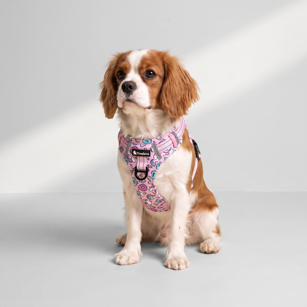 Floral Dog Harness with a Cavalier King Charles, studio photo