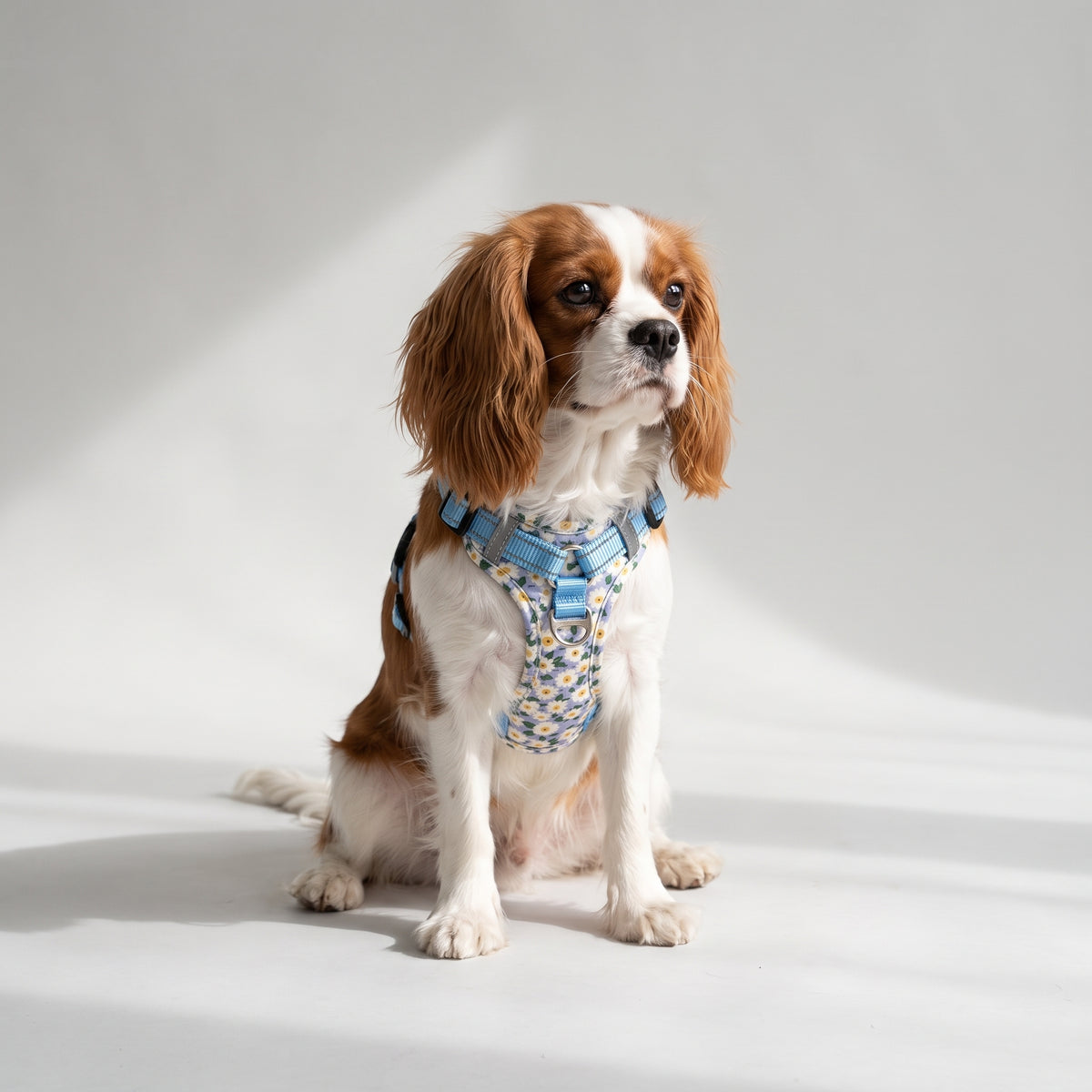 Floral Print Dog Harness with a Cavalier King Charles, studio photo
