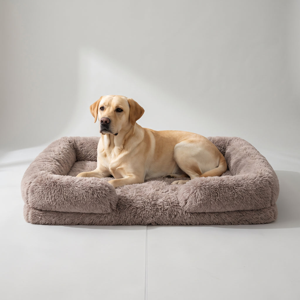 Fluffy Dog Bed with a Labrador, studio photo