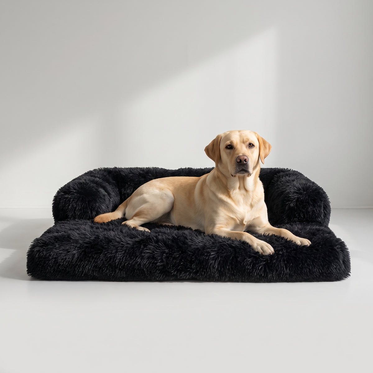 Fluffy Dog Sofa Bed with a Labrador, studio photo