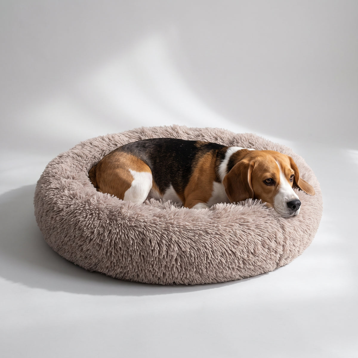 Fluffy Donut Dog Bed with a beagle, studio photo