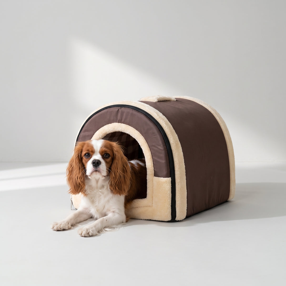 Foldable Dog House Bed with a Cavalier King Charles, studio photo