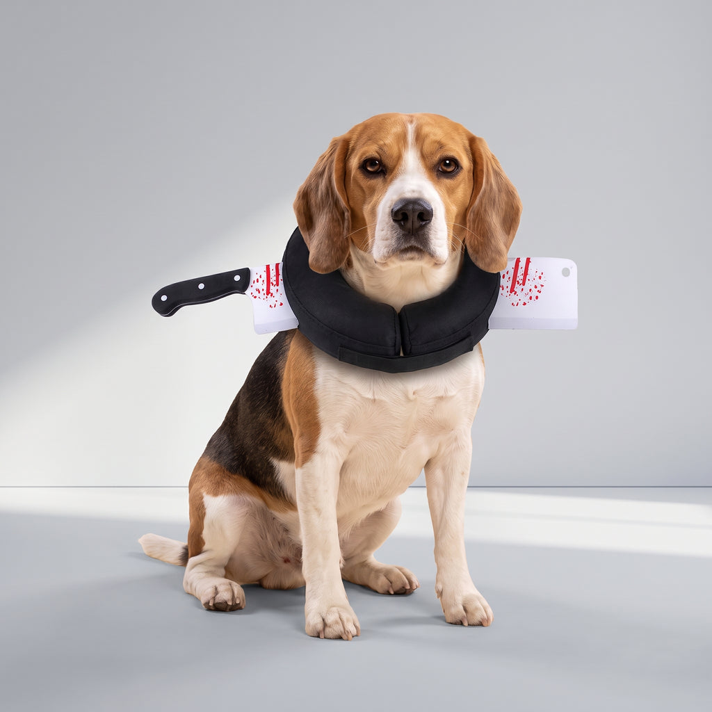 Funny Dog Halloween Costumes with a beagle, studio photo