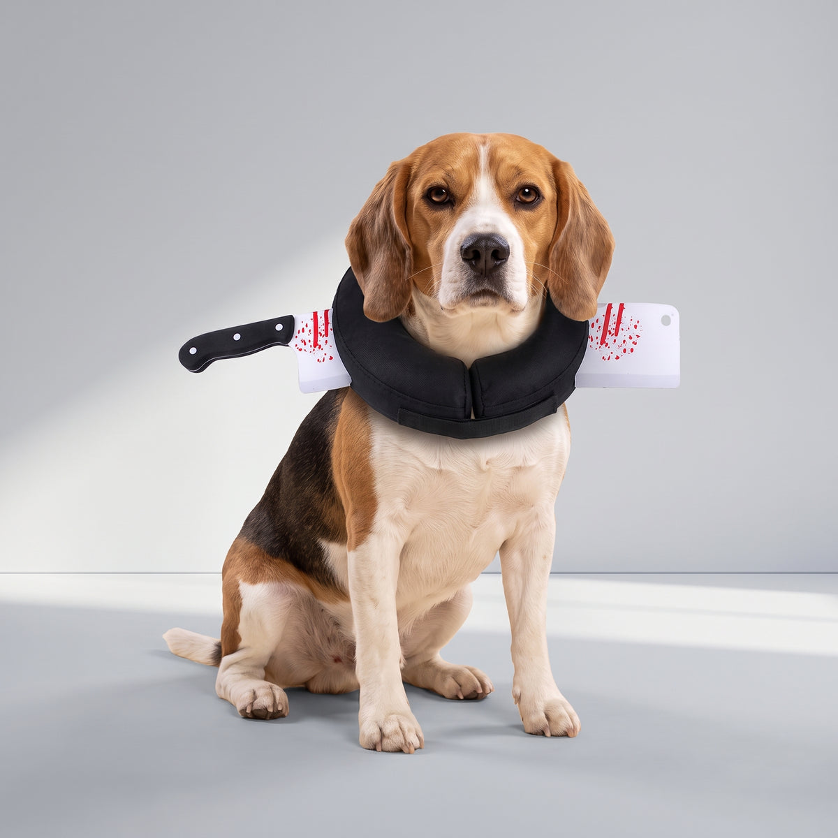 Funny Dog Halloween Costumes with a beagle, studio photo