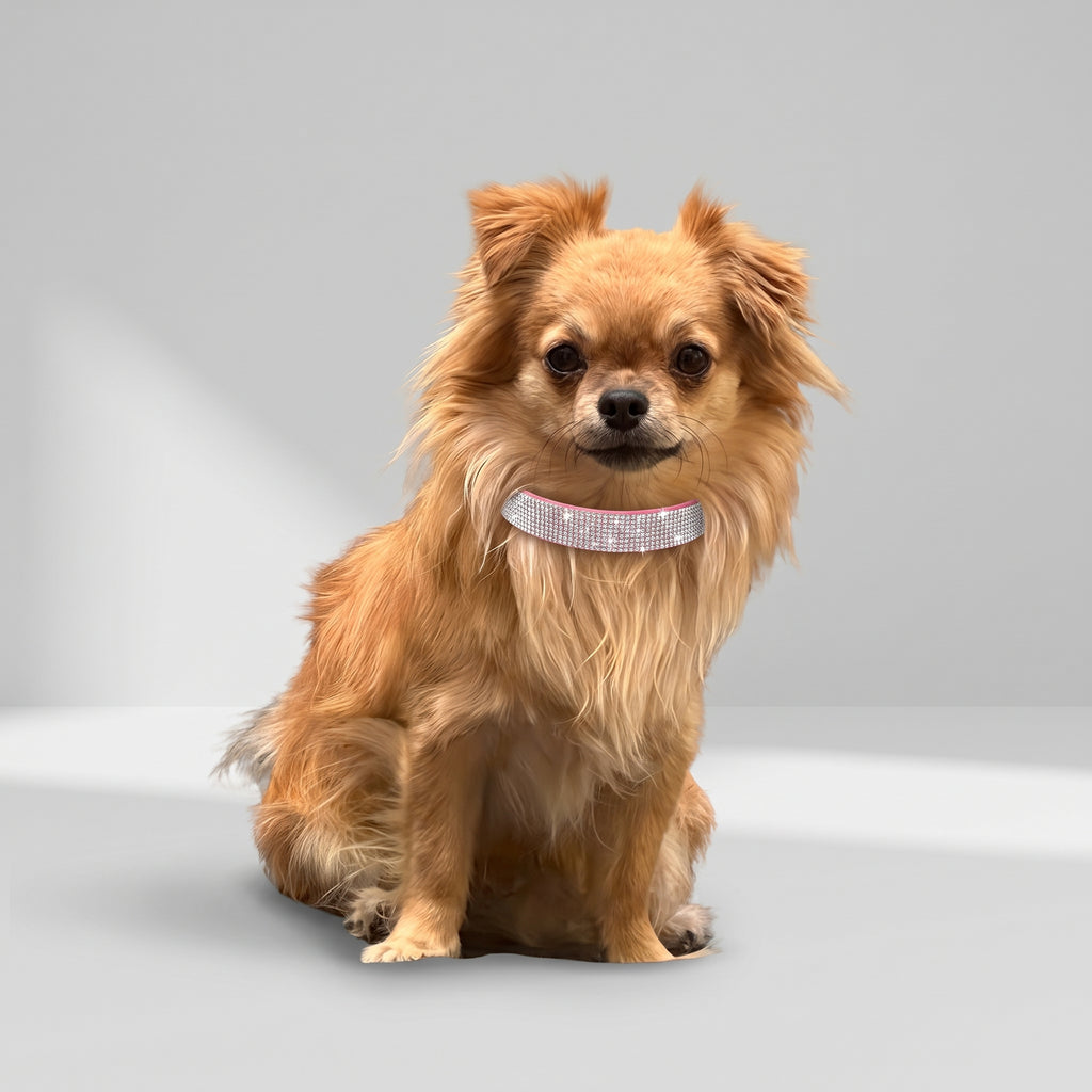 Glitter Dog Collar with a chihuahua, studio photo
