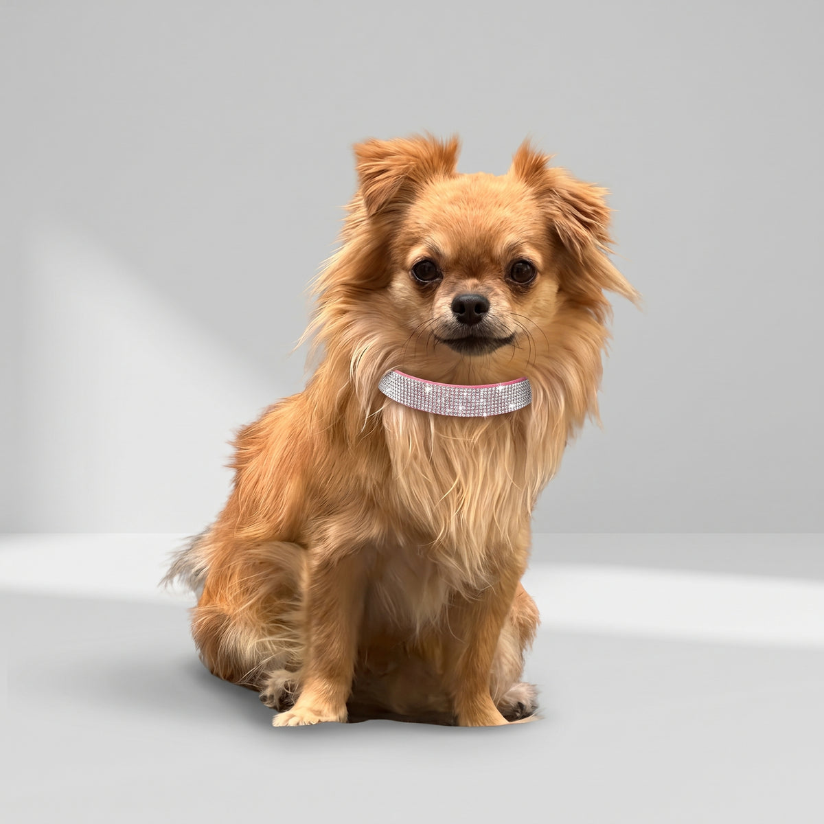 Glitter Dog Collar with a chihuahua, studio photo
