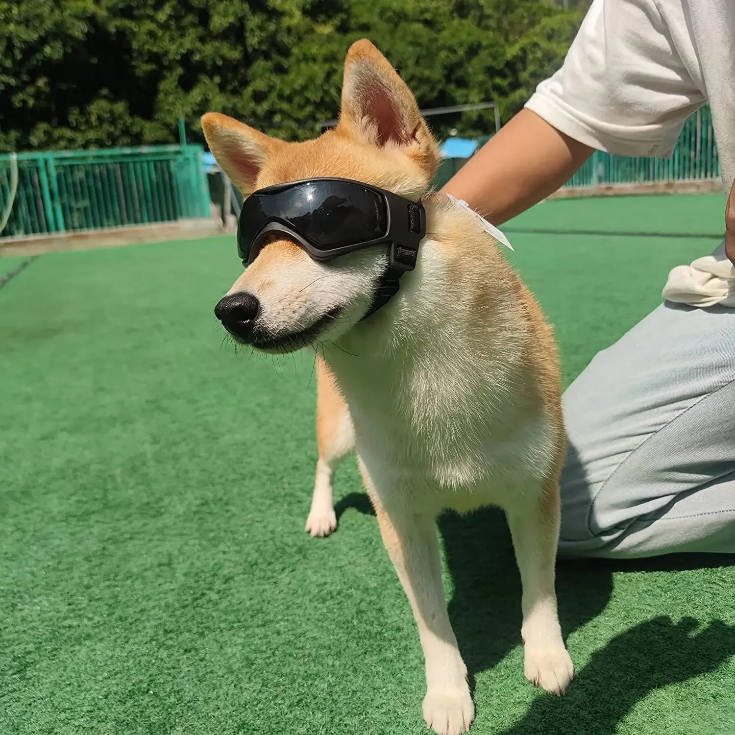 Goggles for Dogs