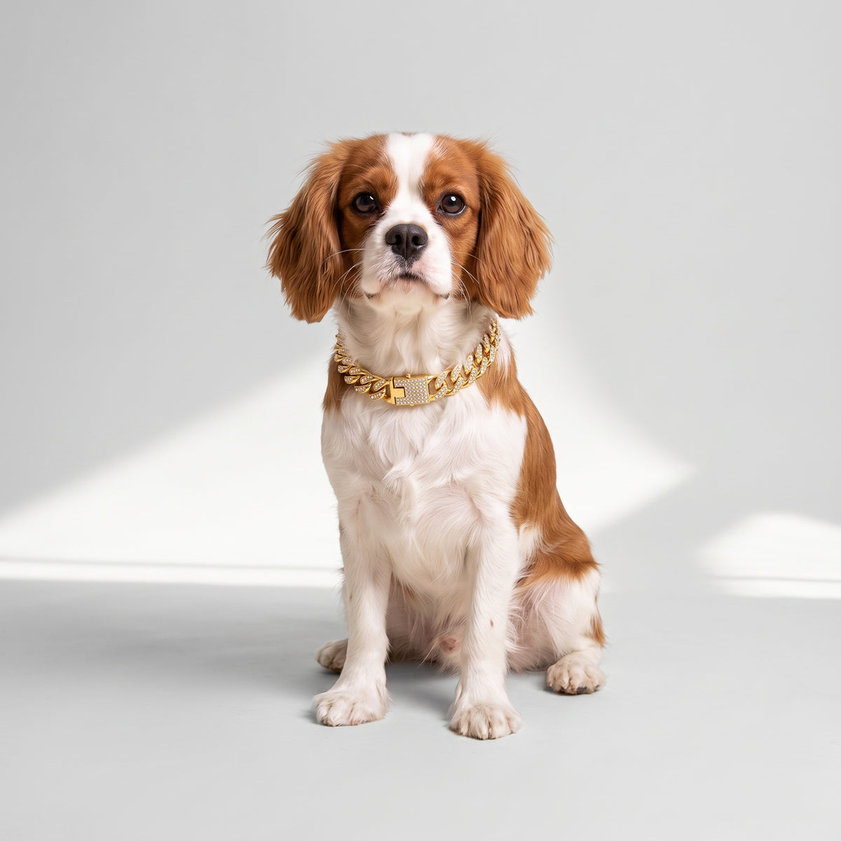 Gold Dog Chain Collar with a Cavalier King Charles, studio photo