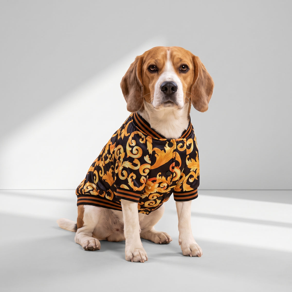 Gold Dog Jacket｜Caesar® with a beagle, studio photo