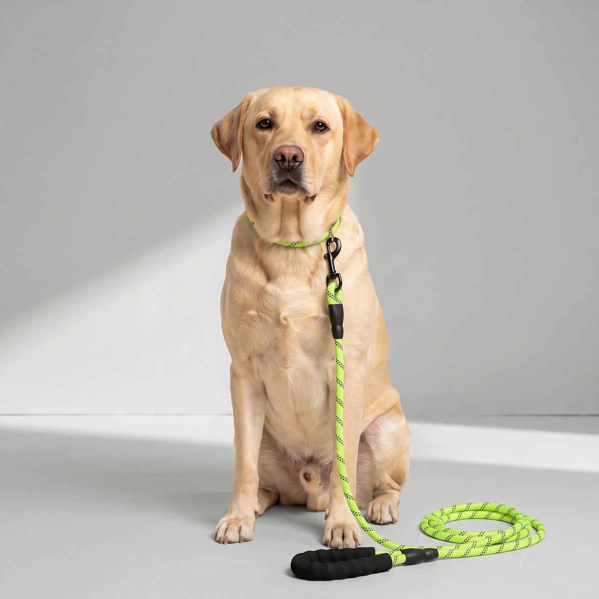 Green Dog Leash with a Labrador, studio photo