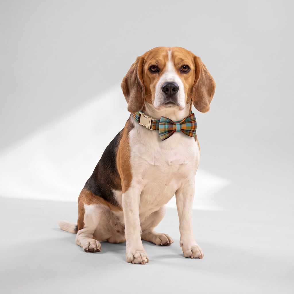 Grid Design Dog Collar with a beagle, studio photo