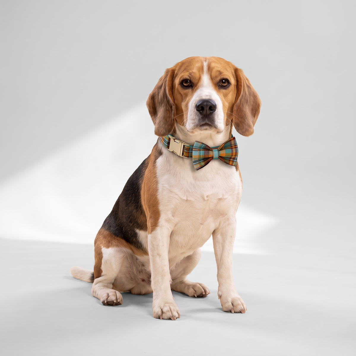 Grid Design Dog Collar with a beagle, studio photo