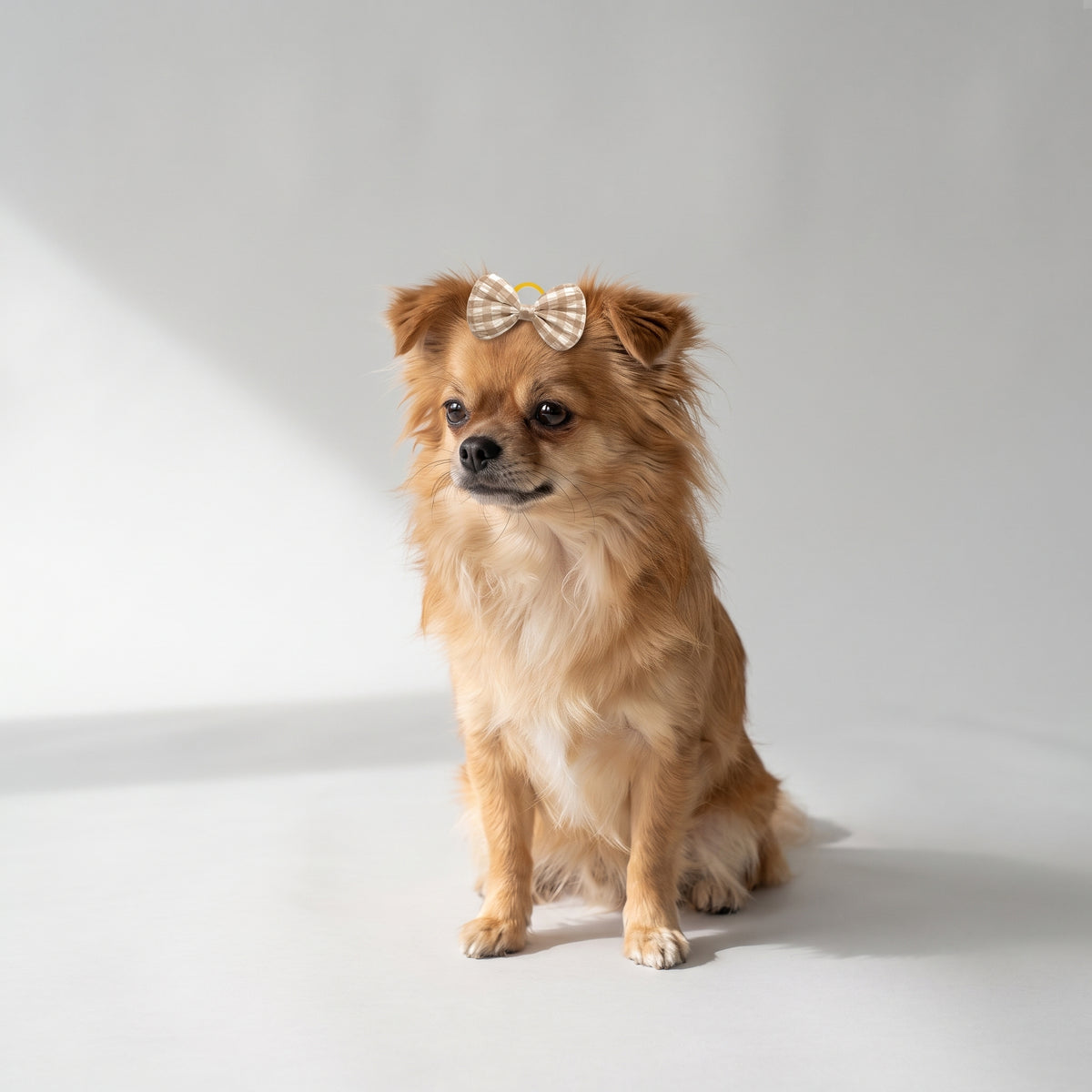 Hair Bow For Dog with a chihuahua, studio photo