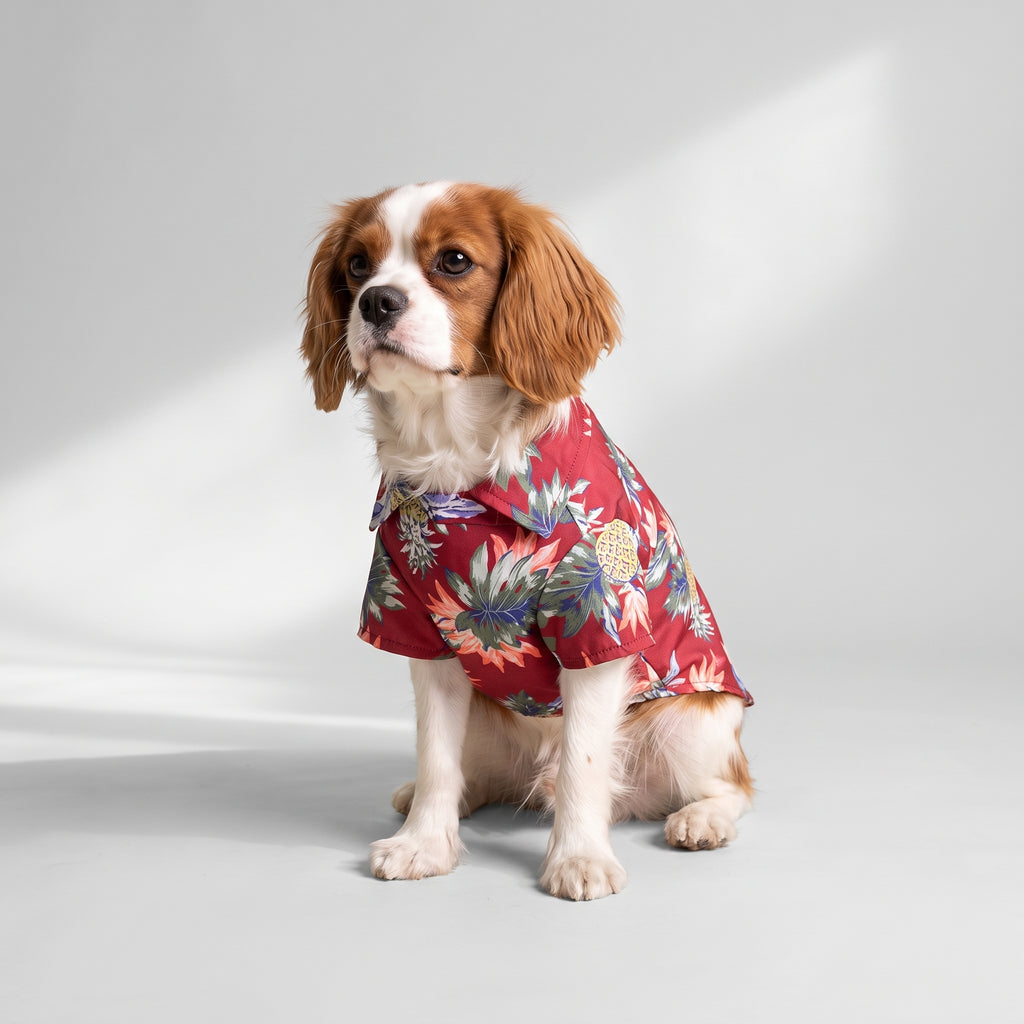 Hawaiian Dog Shirt with a Cavalier King Charles, studio photo