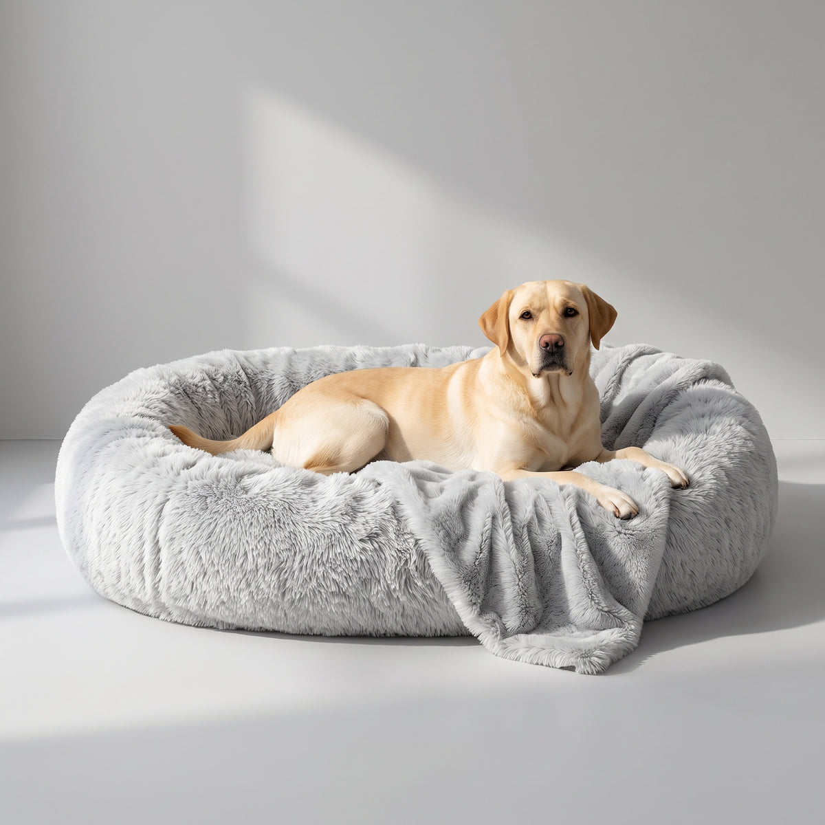 Human Dog Bed with a Labrador, studio photo
