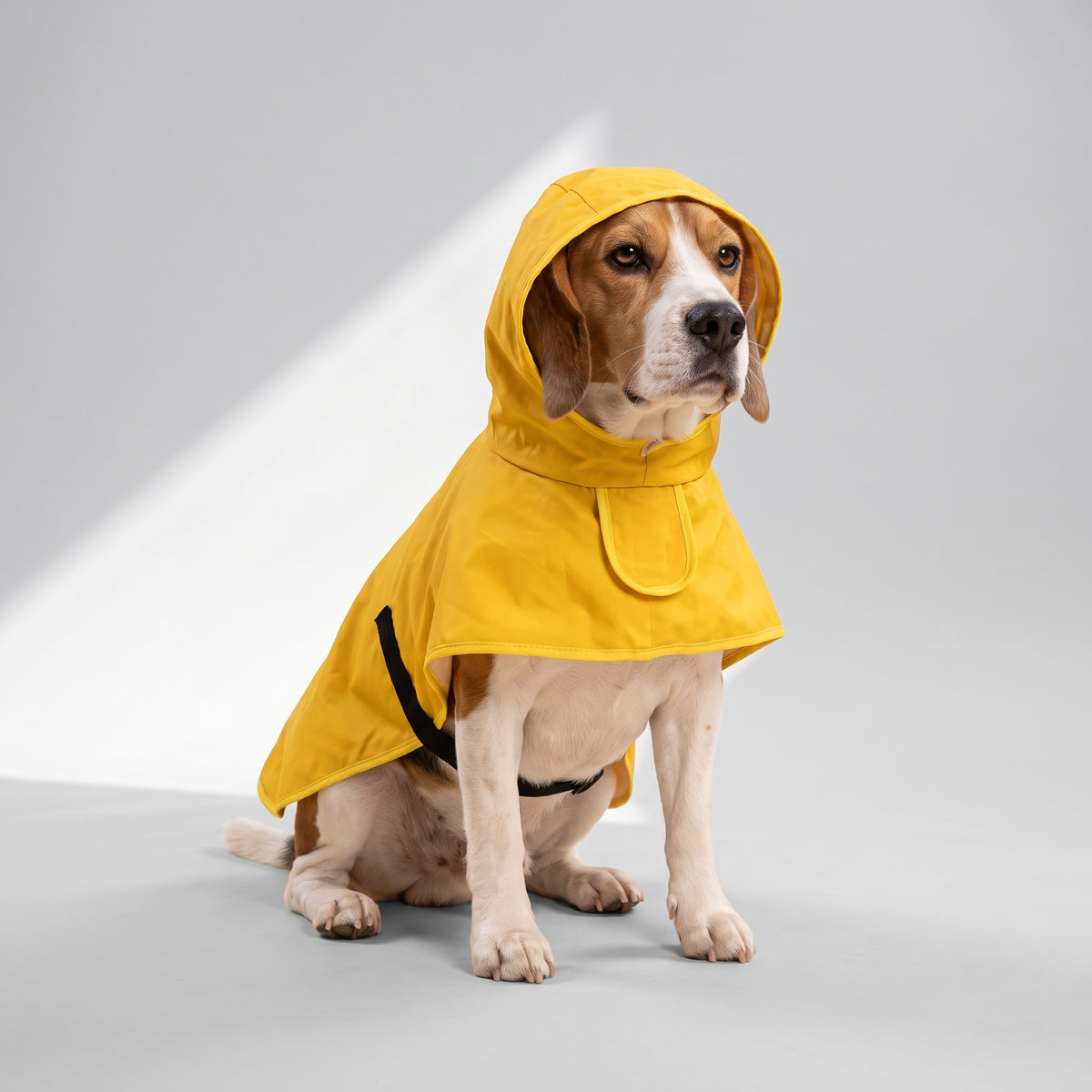 Impermeable Big Dog Raincoat with a beagle, studio photo